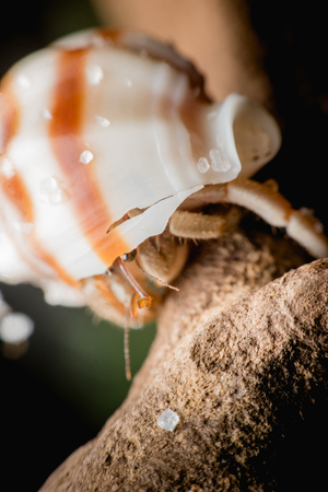 Land hermit crabs, Coenobita, hermit crabsの写真素材