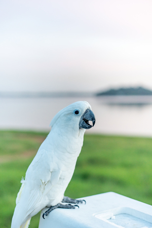 umbrella cockatoo Bird standing on the Basket