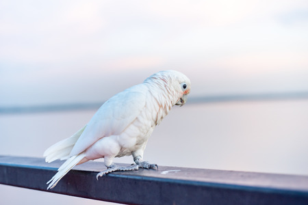 goffin's cockatoo Bird standing on the Ram stairsの写真素材