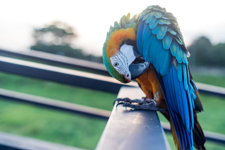 Scarlet Macaws Bird standing on the Ram stairsの写真素材
