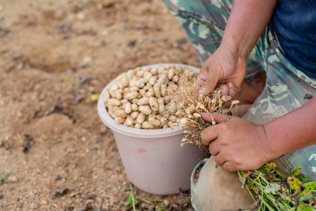 farmer hand selected bean in farmの写真素材