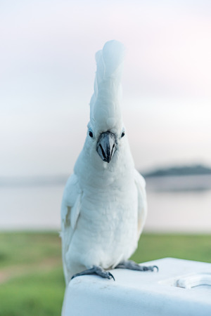 umbrella cockatoo Bird standing on the Basketの写真素材