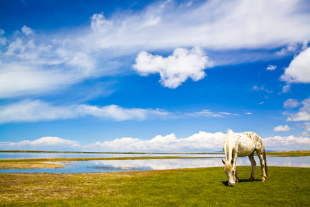 horse beside lakeの写真素材