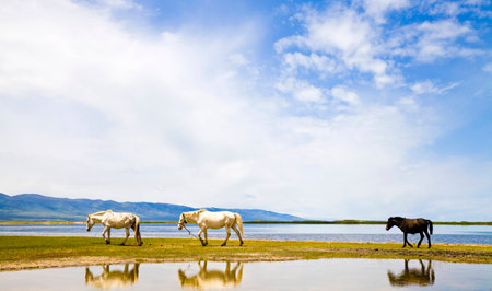horse beside lakeの写真素材