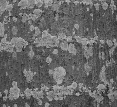 A close up shot of a tree trunk pattern and white black colorの写真素材