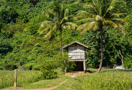 Cottage in the nature surrounded by mountains, trees, grass, rice fields.の写真素材