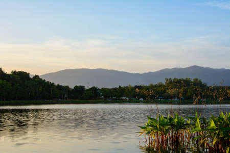 Flower plants that grow on land adjacent to open water.の写真素材