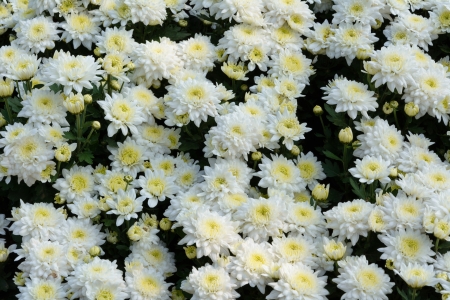 Beautiful white flowers garden picture and wallpaperの写真素材