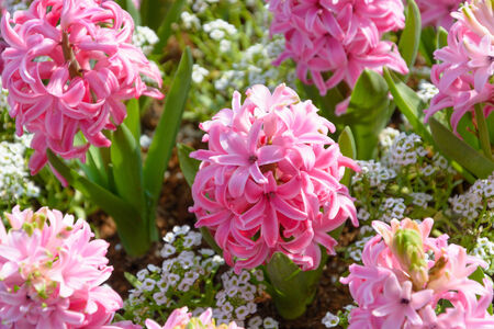 Bloom pink flowers in garden at the springの写真素材