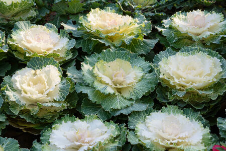 Green and white flowering cabbage are serrated leavesの写真素材