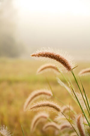 Grass flower with dew in the morning  backgroundの写真素材