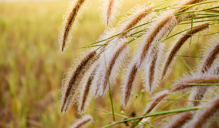 Grass flower with dew in the morning and tussock grass backgroundの写真素材