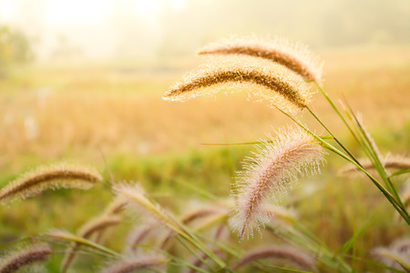 Grass flower with dew in the morningの写真素材