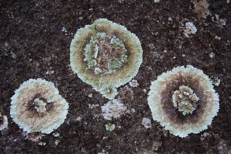 Beautiful lichen like flowers on a rockの写真素材