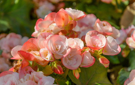 Pink begonia flowersの写真素材