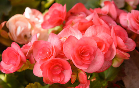 Red begonia flowersの写真素材