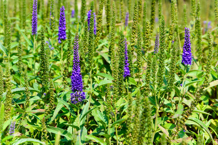 Beautiful veronica flowers in gardenの写真素材
