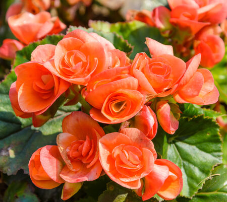 Beautiful bloom begonia flowersの写真素材