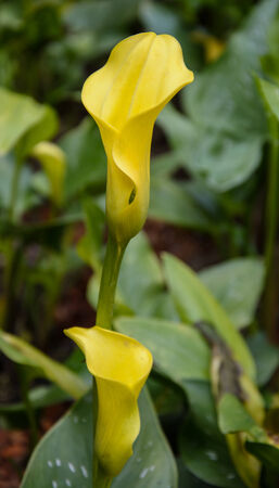Beautiful bloom yellow flower in gardenの写真素材