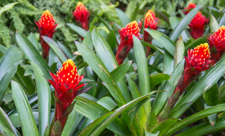 Bromeliad flowers in gardenの写真素材