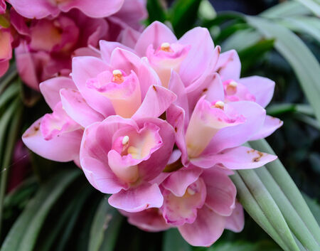 Sweet pink cybidium flowers in gardenの写真素材