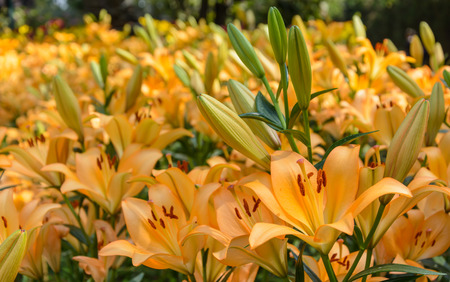 Beautiful bloom lily flowers in gardenの写真素材