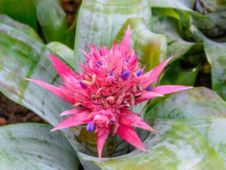 Bromeliad pink flower in garden at the springの写真素材