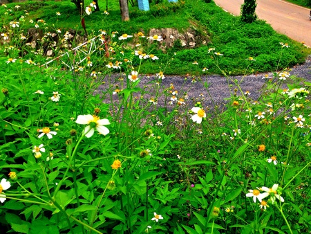 White flower fieldの素材