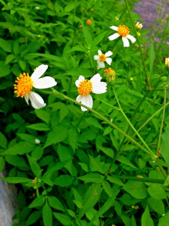 Field of white flowersの素材