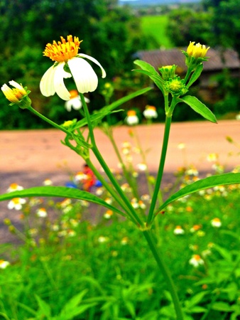 Field of white flowersの素材