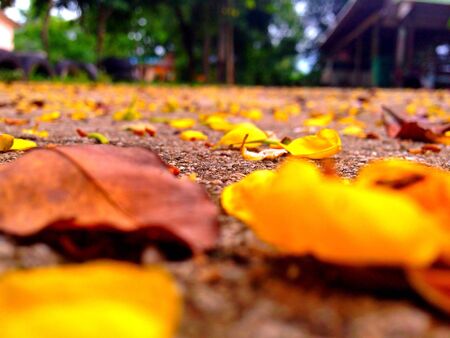 Leaf drop in the streetの素材