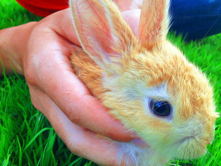 handle to the Brown Rabbit in  grass gardenの写真素材