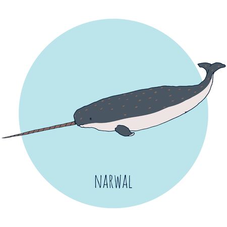 Narwal whale vector illustration. Hand drawn, isolated on white and blue background.のイラスト素材