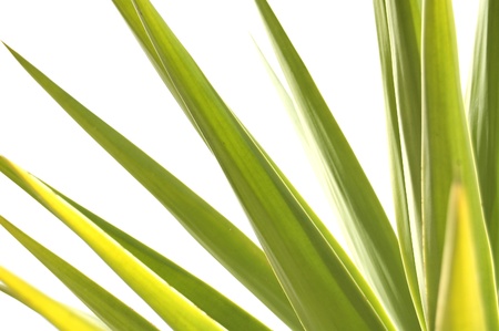 palmettoの写真素材