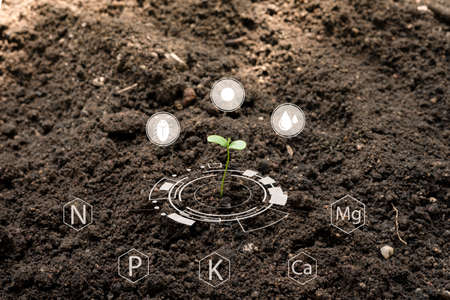 Seedlings grow from fertile soil with Icon digital attached along with other nutrients that are essential for plant growth. Concept of growth, care for the world Towards living things to nature.の写真素材