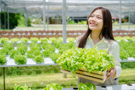 Asian woman farmer she has bright and happy smiling holding a basket of fresh lettuce in a greenhouse hydroponics farm system, organic vegetable concept.の写真素材