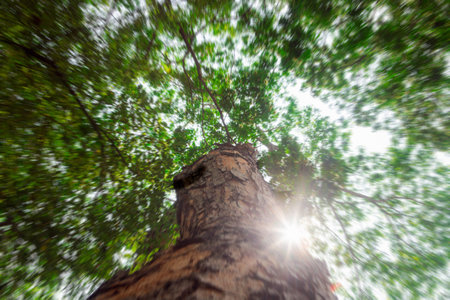 Low angle view of tree in the forest with lens flare effect.