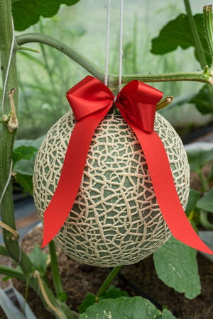 melon on the gardenの写真素材