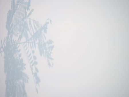 Shadow overlay effect for photo and mockup. Natural light casts shadows from fern leaves on a white...