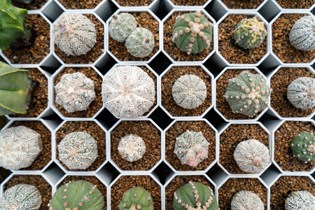 Cactus or Gymnocalycium mihanovichii in flowerpotの写真素材