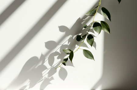 Eucalyptus leaves on a white wall with shadows.の素材