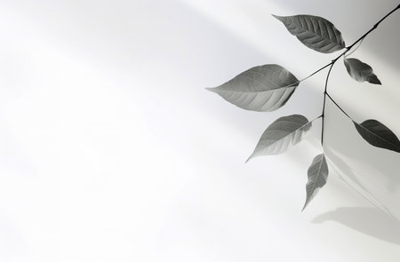 Leaves on white background with copy space for text or image.の素材