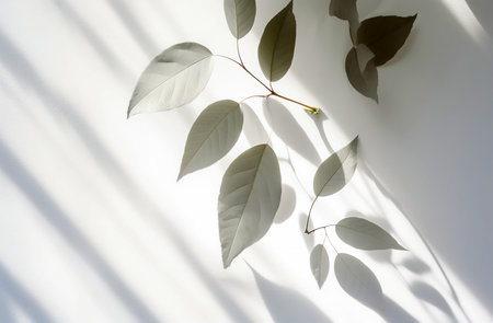 Eucalyptus leaves with shadow on white wall background.の素材