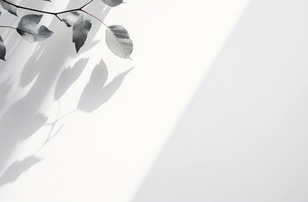 Shadow of leaves on a white wall. Minimalistic concept.の素材