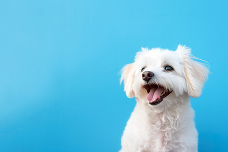 Cute Maltese dog on a blue background with copy space.の素材