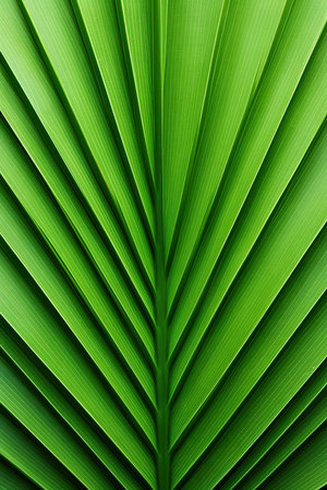 close up of green palm leaf texture for background and copy space.の素材