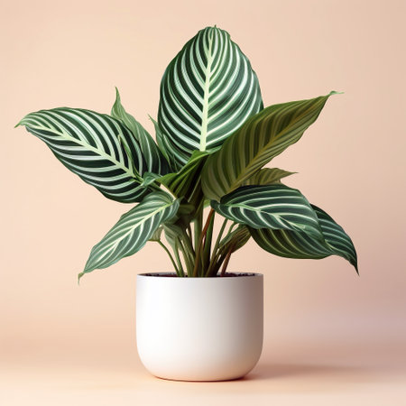 Caladium in a pot on a beige background. 3d renderingの素材