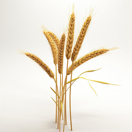 Ears of wheat on a white background. 3D rendering.の素材
