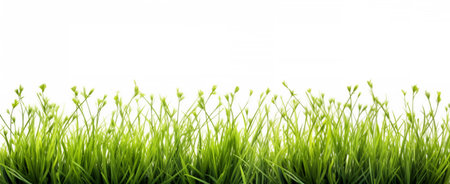 Green grass isolated on white background with copy space for your text.の素材