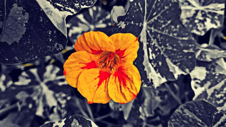 beautiful flower in the black background